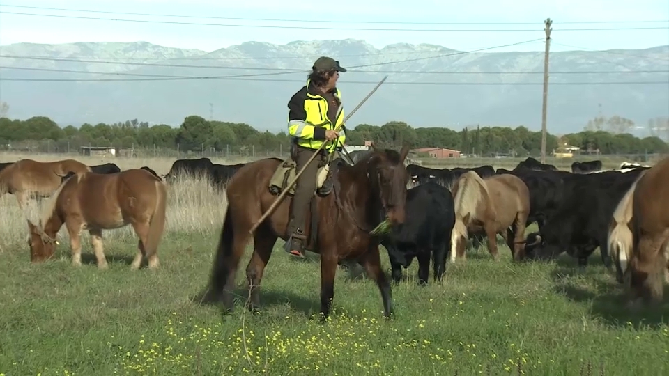 Trashumancia en Extremadura