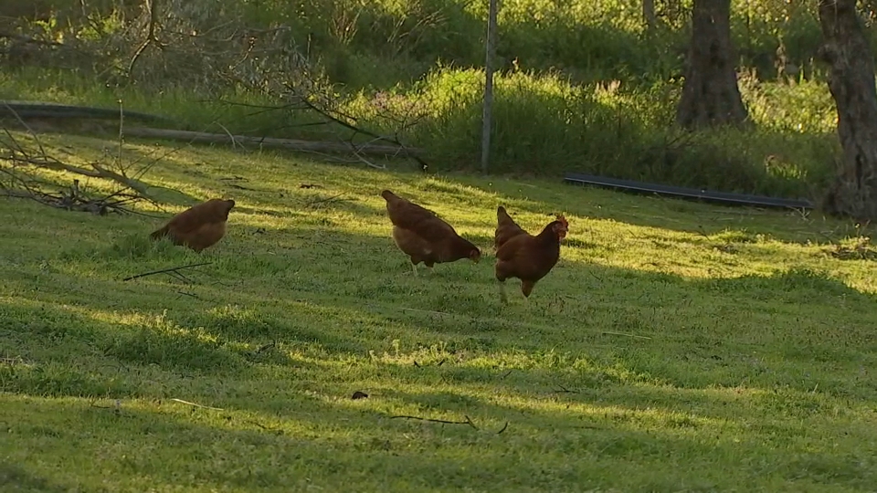 Crecen las consultas sobre el registro de gallinas en los municipios extremeños