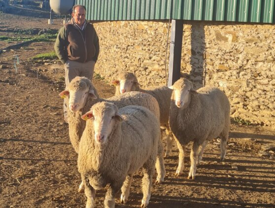 Ejemplares de carneros descendientes de cruce entre Cabaña Perales y merino australiano Fuente de los Romeros