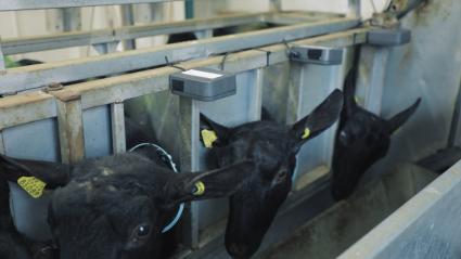 Cabras en sus puestos de ordeño