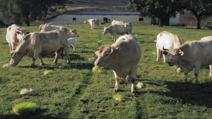 Vacas pastando forraje hidropónico