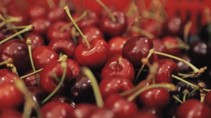 Cerezas recién recogidas