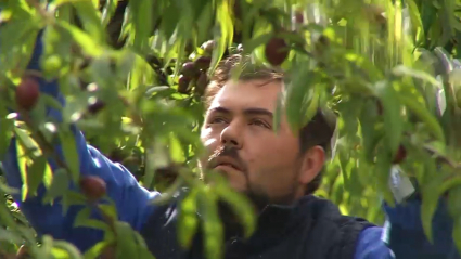 Trabajador en un campo de Valdivia (Badajoz)