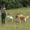 Limpieza obligatoria del orín de los perros en Cáceres