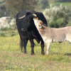 ¿Carne artificial o de animal?